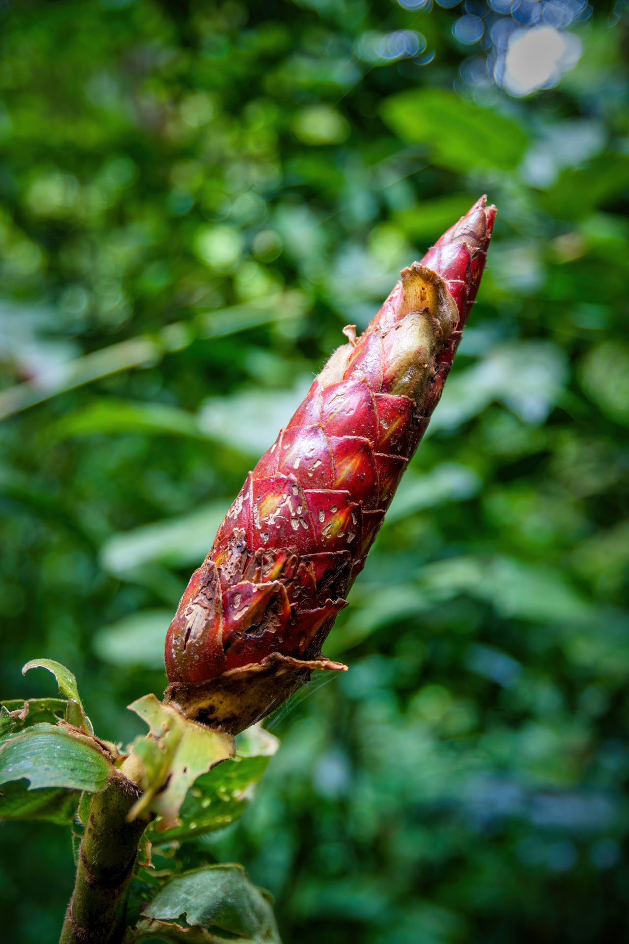 Blüte des Ingwerpflanze Costus pulverulentus